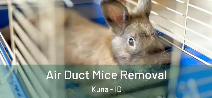 Air Duct Mice Removal Kuna - ID